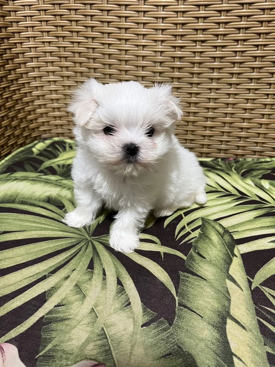 Maltês trata- se de um cão inteligente, dócil e brincalhão.