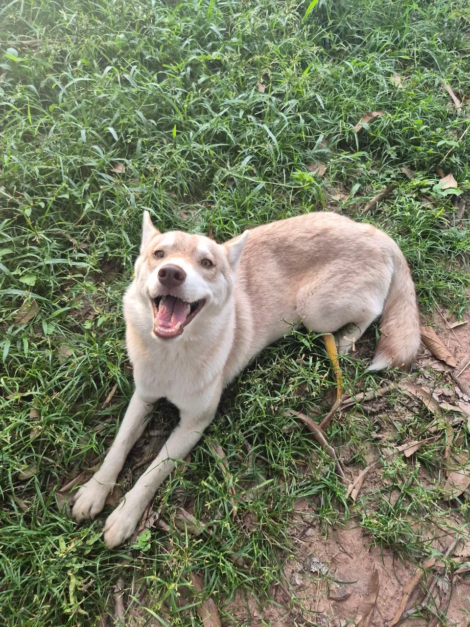Husky Siberiano Adorável 