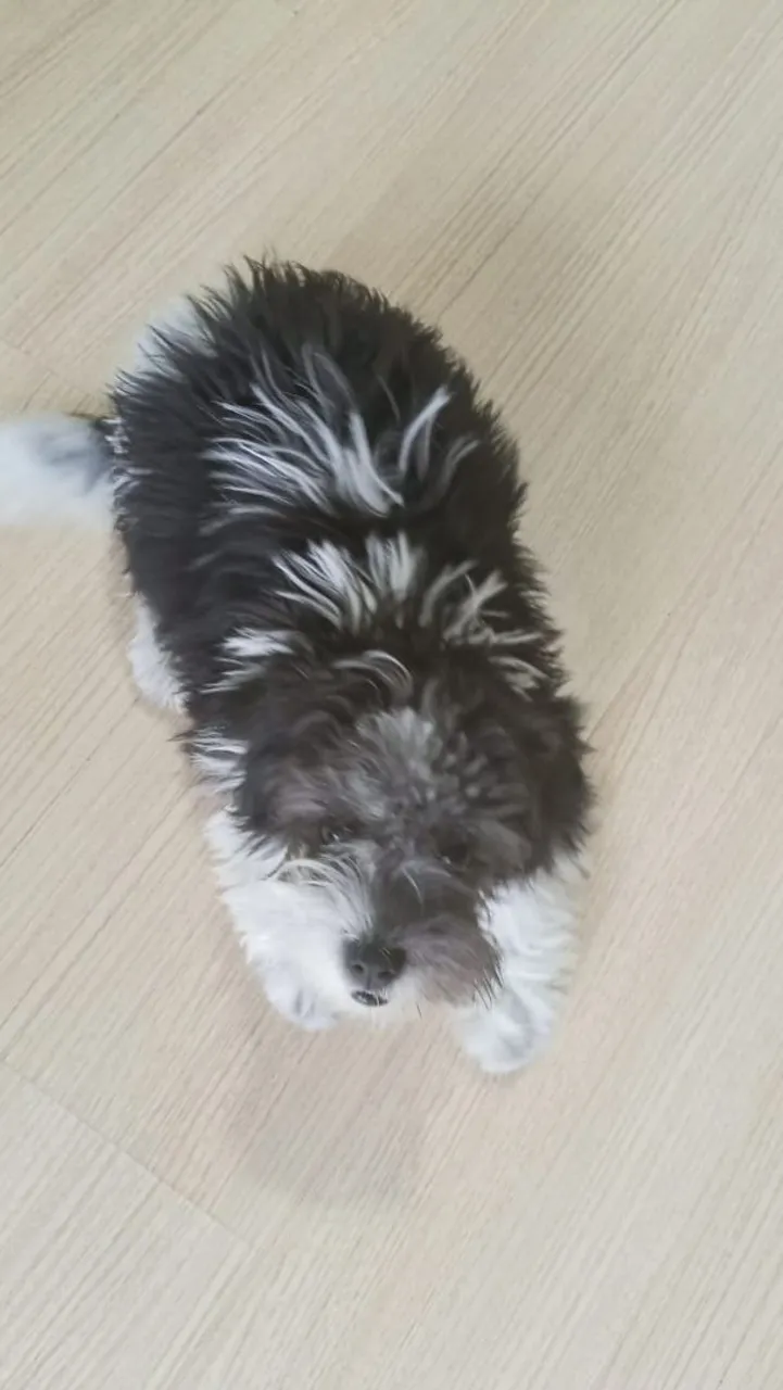 Filhote Lhasa apso fêmea