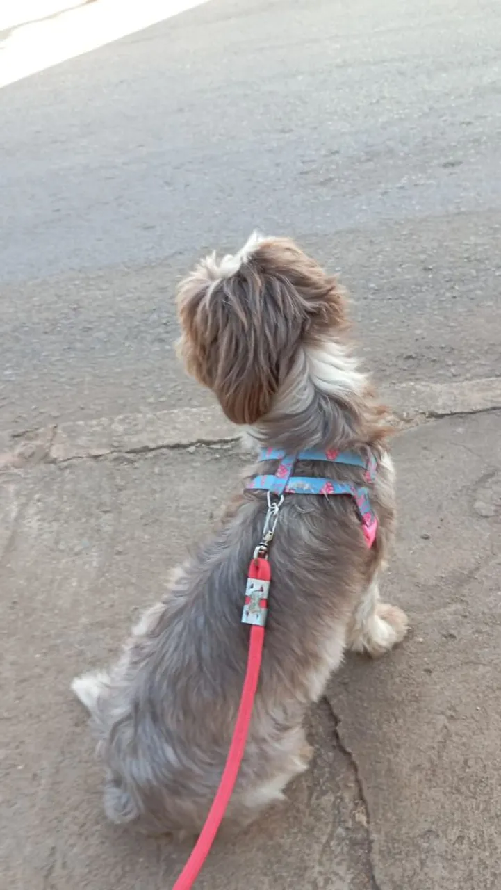 Shih Tzu adorável