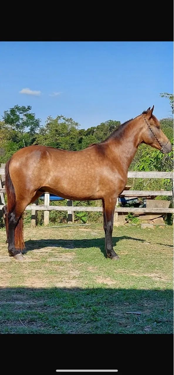 Cavalo Mangalarga marchador 