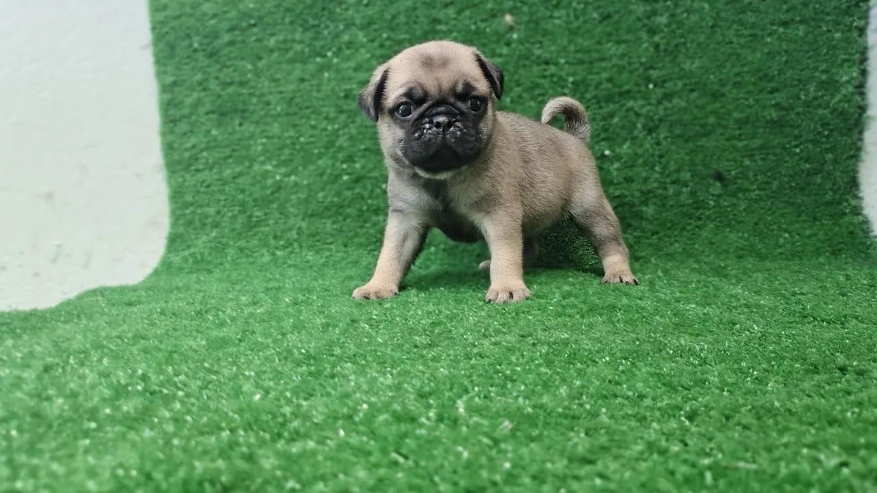 Lindos filhotes de Pug 