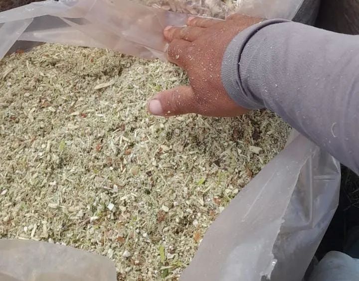 Silagem de maniva64309220796931120