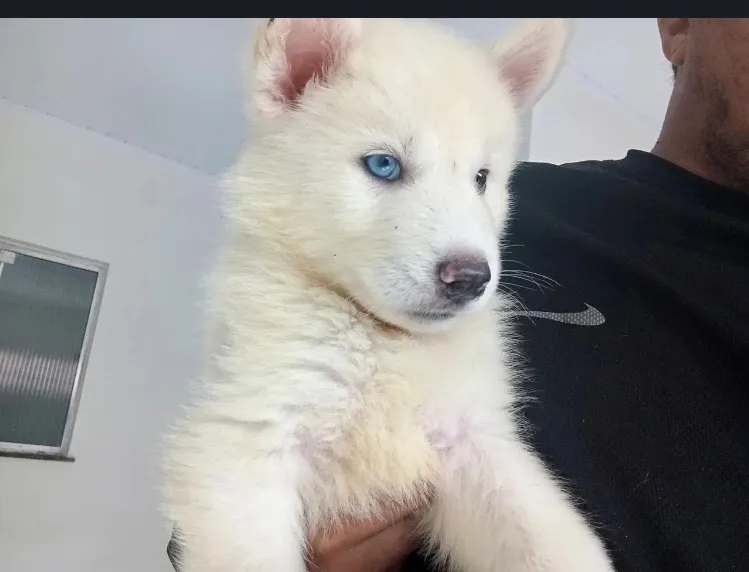 Filhote de Husky Siberiano - Olhos Azuis pedigree