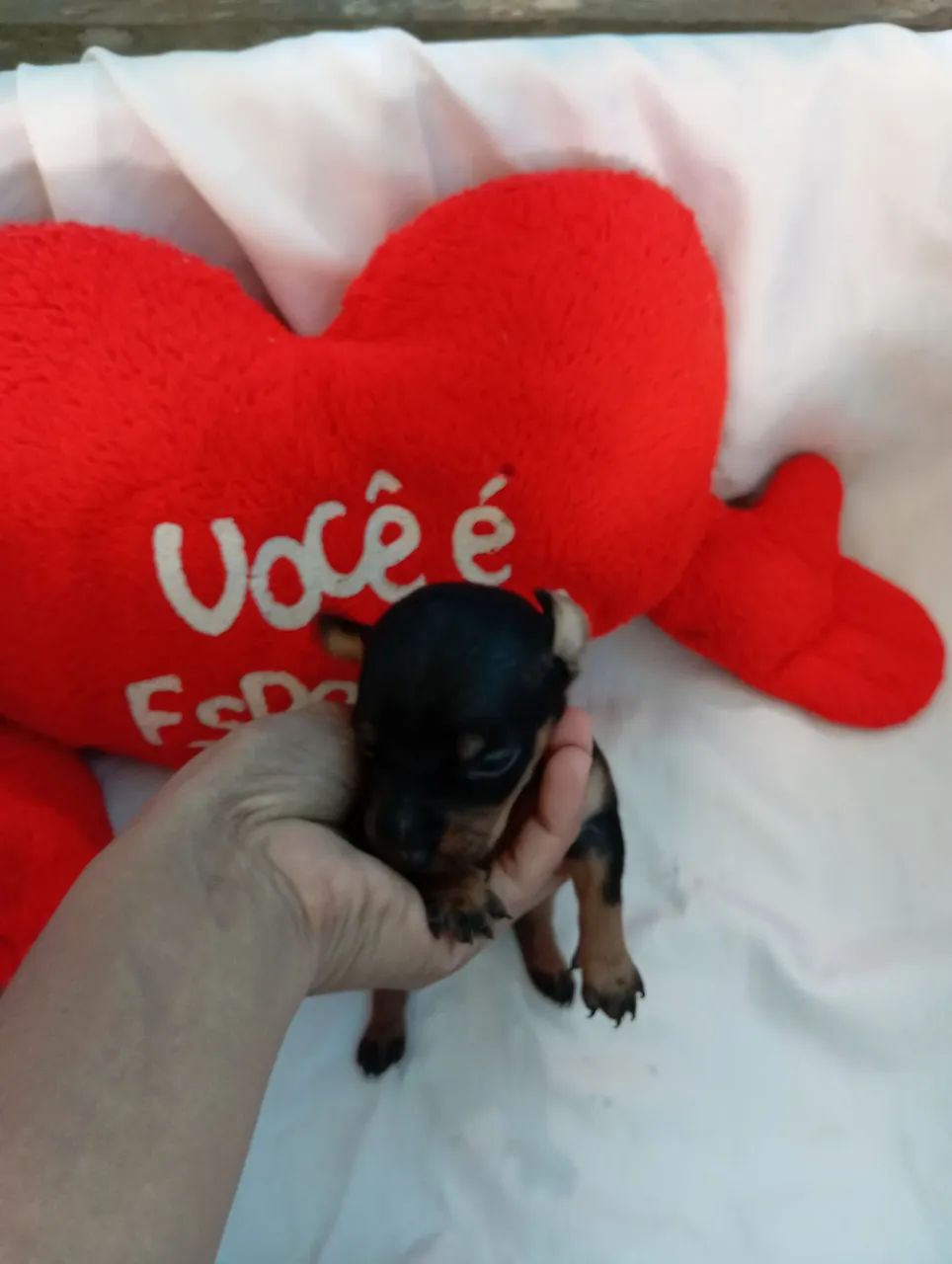 Filhotes de Pinscher  - Foto 2