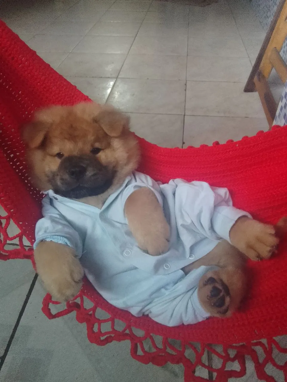 Filhote Chow Chow