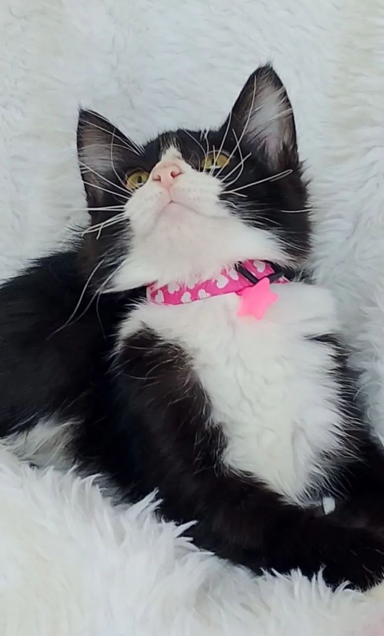 Gato femea pretinha com detalhes branco com 4 meses  - Foto 4