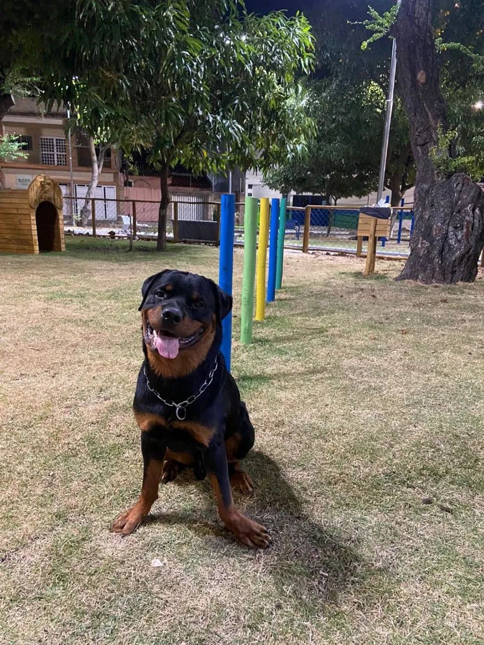 Filhote de Rottweiler  - Foto 3