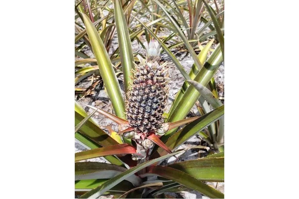 TERRENO (Fazenda em Piaçabuçu, AL - 687 ha) - Foto 14
