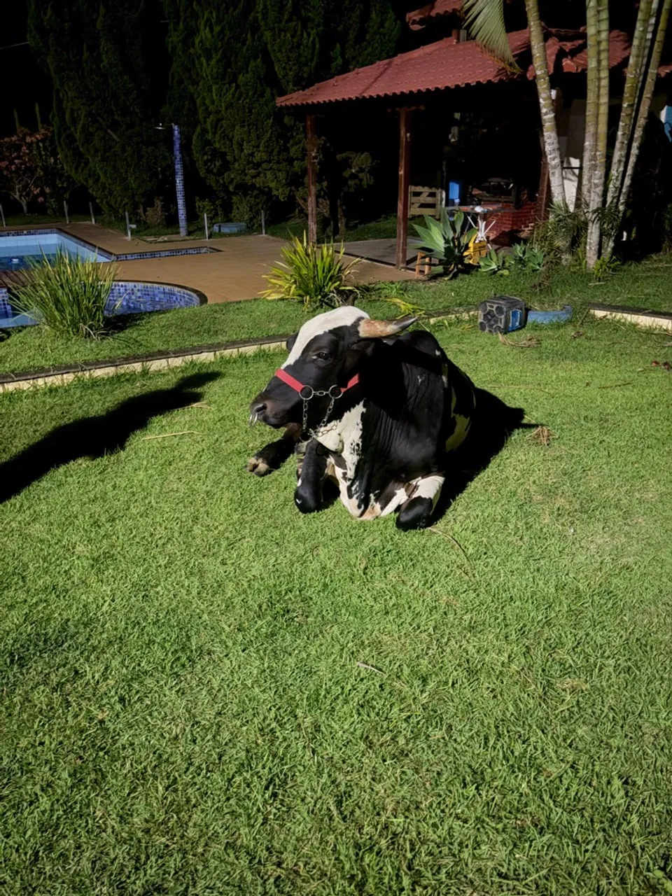 Boi pintado manso de sela