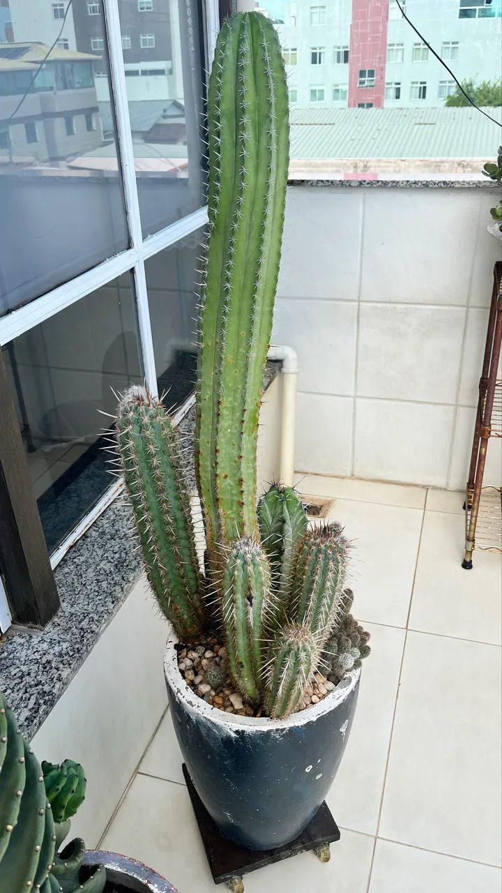 Cactos diversos - Foto 2