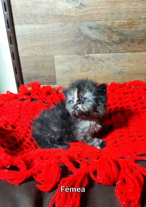 Filhotes de Persa "Perfeição"