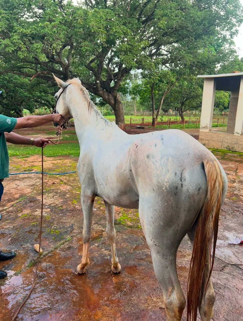 Cavalo Mangalarga Marchador - Adulto