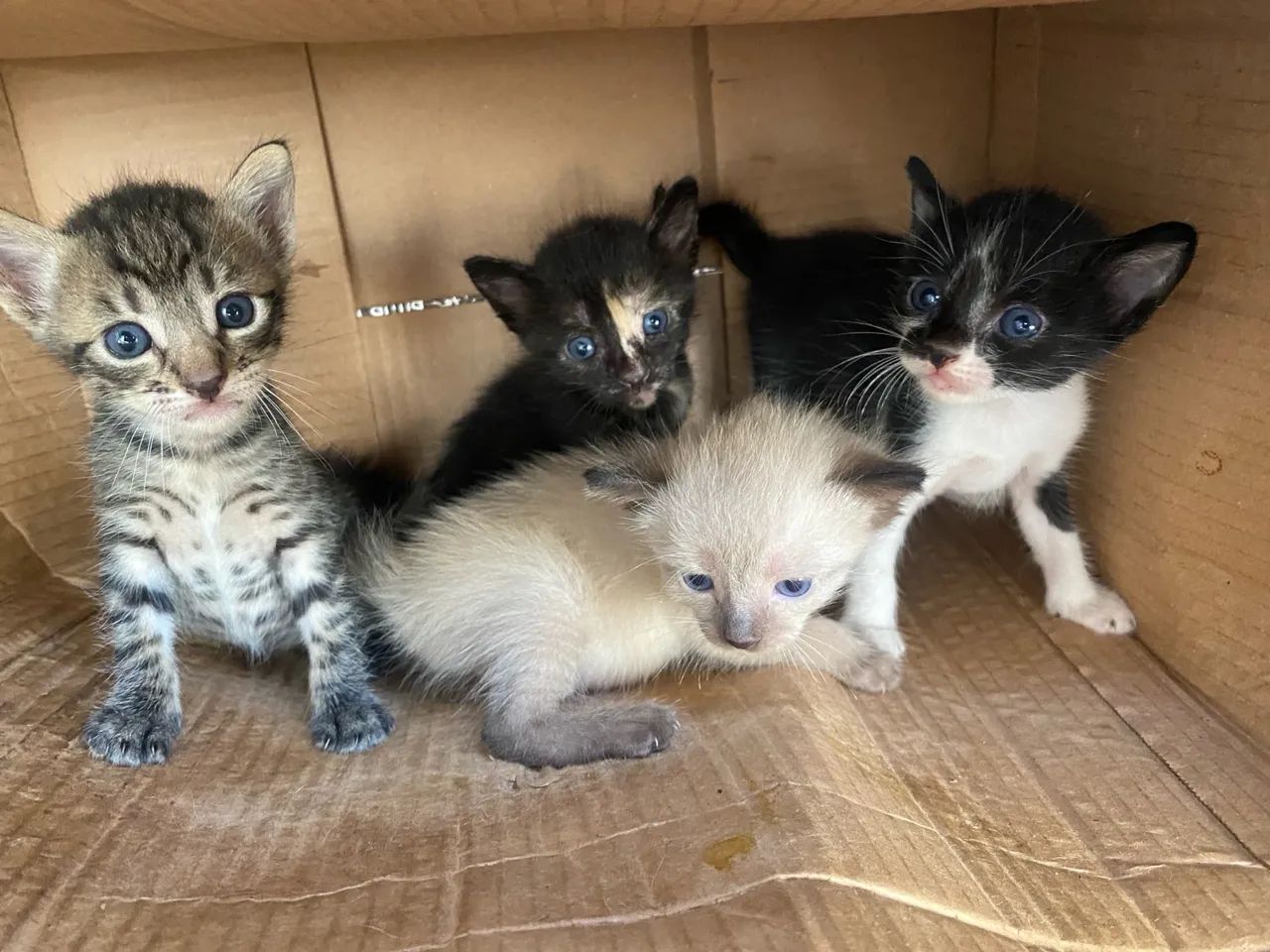 Gatinhos fofinhos para adoção