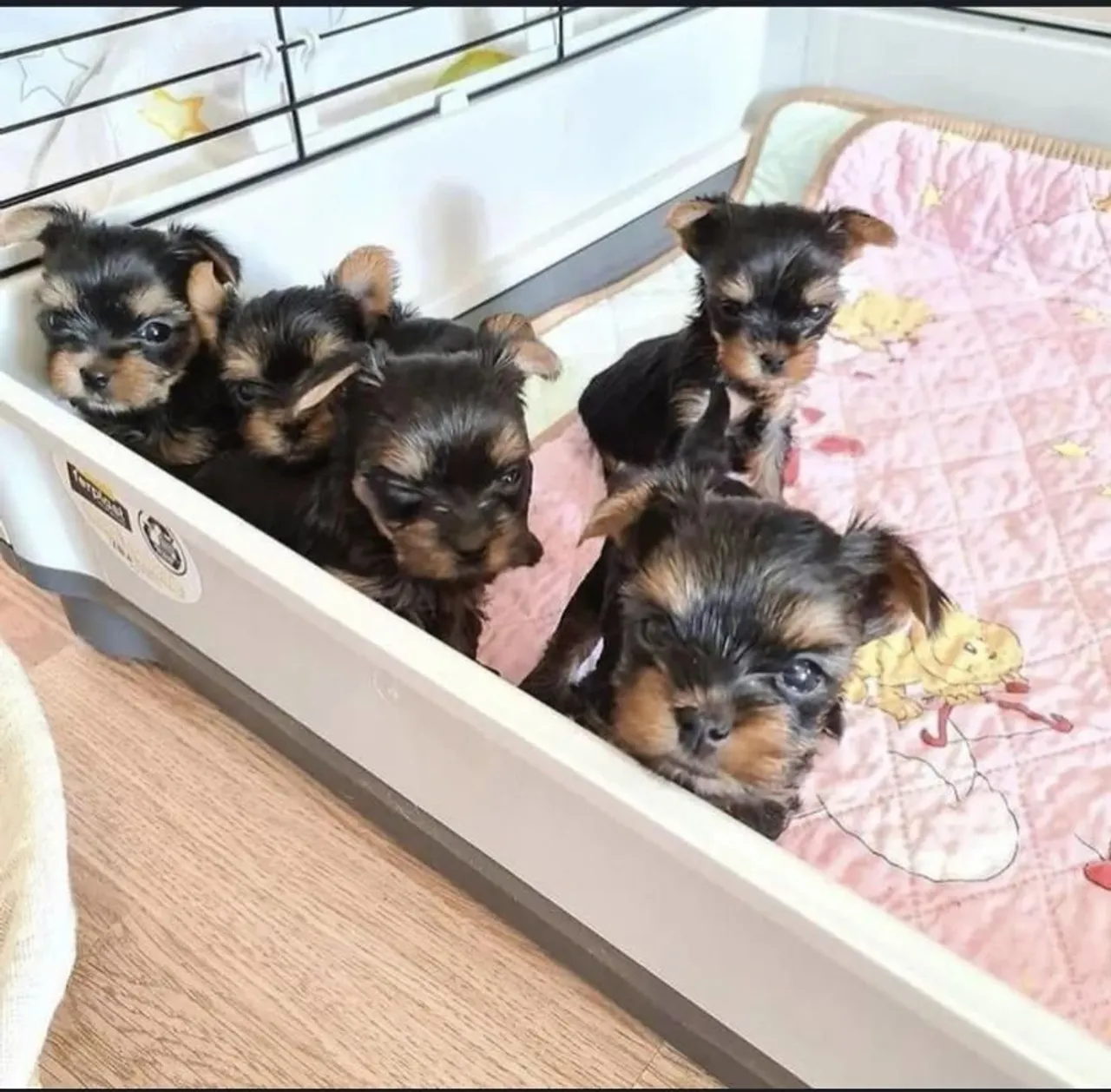 Yorkshire Terrier Filhotes Lindos