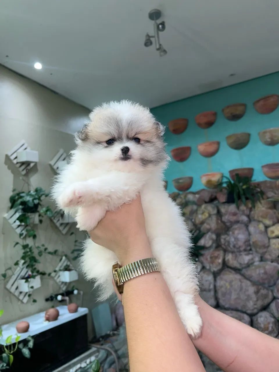 LINDOS Filhotes de spitz alemão Lulu da pomerânia