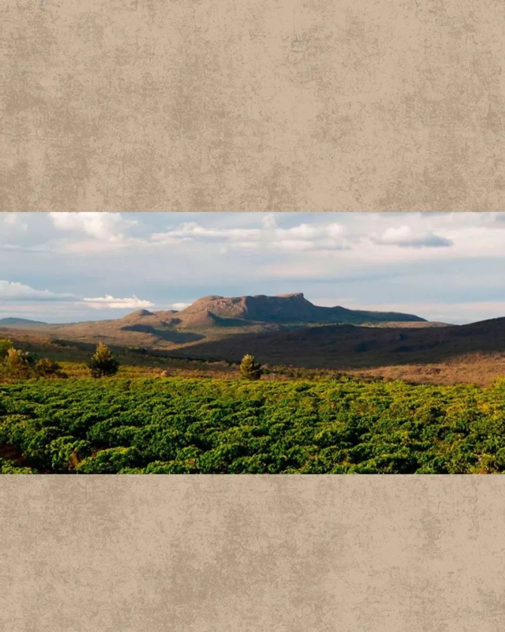 Café Especial Verde/Cru, 86+ - Para Torrefação 30kg - Piatã Chapada Diamantina  - Foto 4