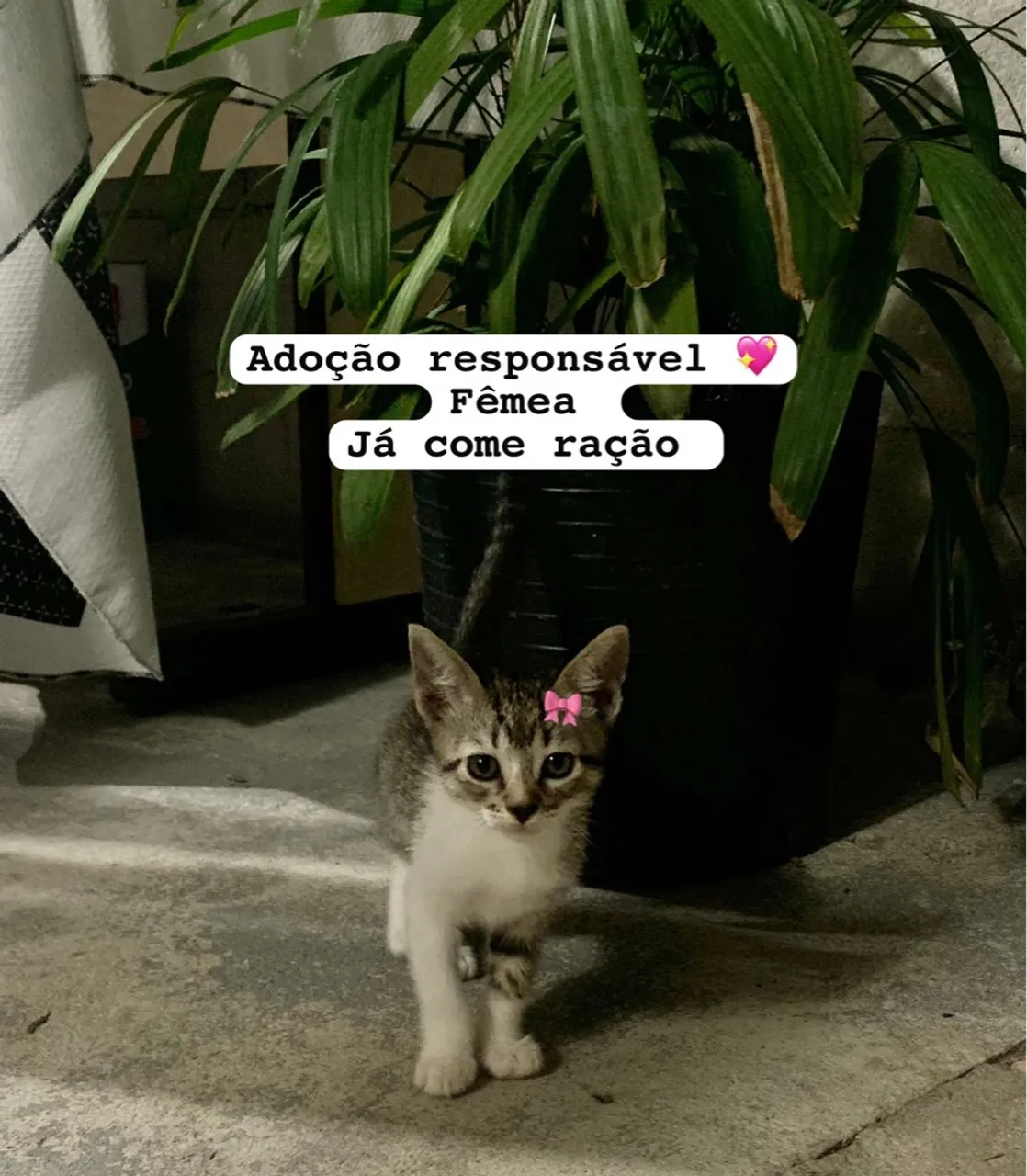 Gatinha para Adoção Responsável - Fêmea