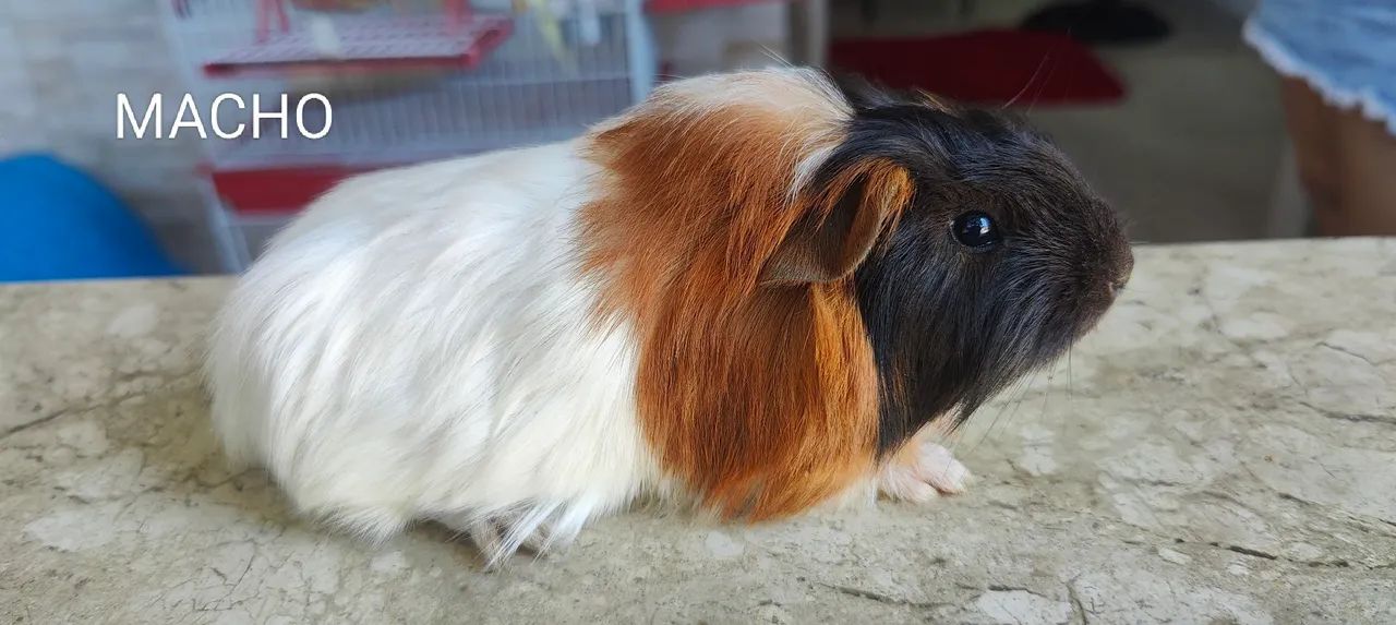 Porquinhos da índia raça Sheltie lindos