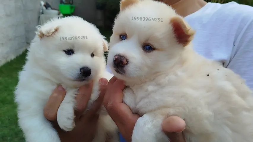 Mini Huskys disponiveis - Mistura de Husky Siberiano com Lulu da Pomerania - Foto 2