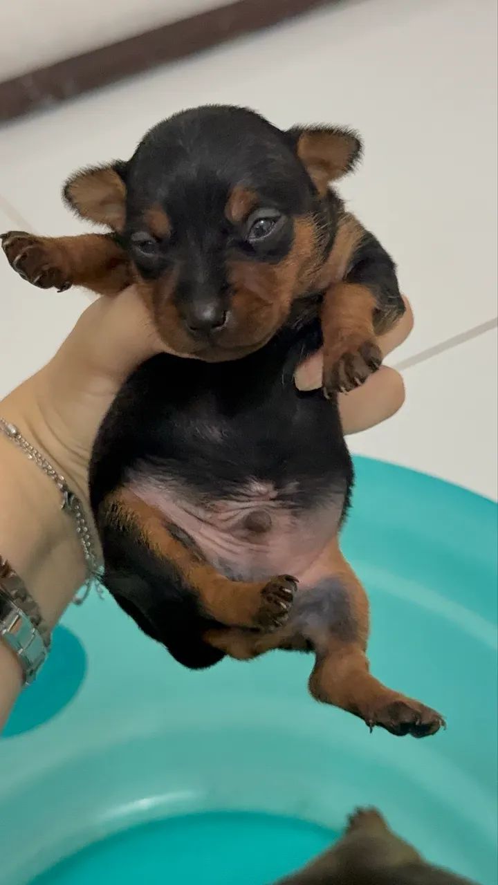 Filhotes de Pincher macho disponíveis  - Foto 6