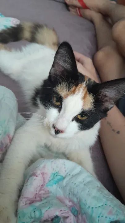 Gatinha tricolor peluda para doação  - Foto 2