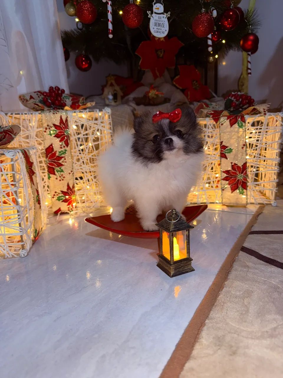 Spitz Anão  - Foto 2