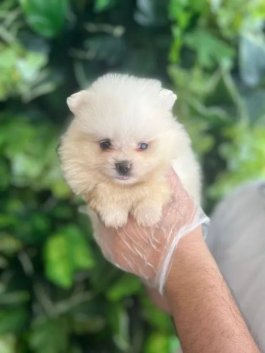 Spitz Alemão, filhotes com parcelamento em até 12x sem juros no cartão!