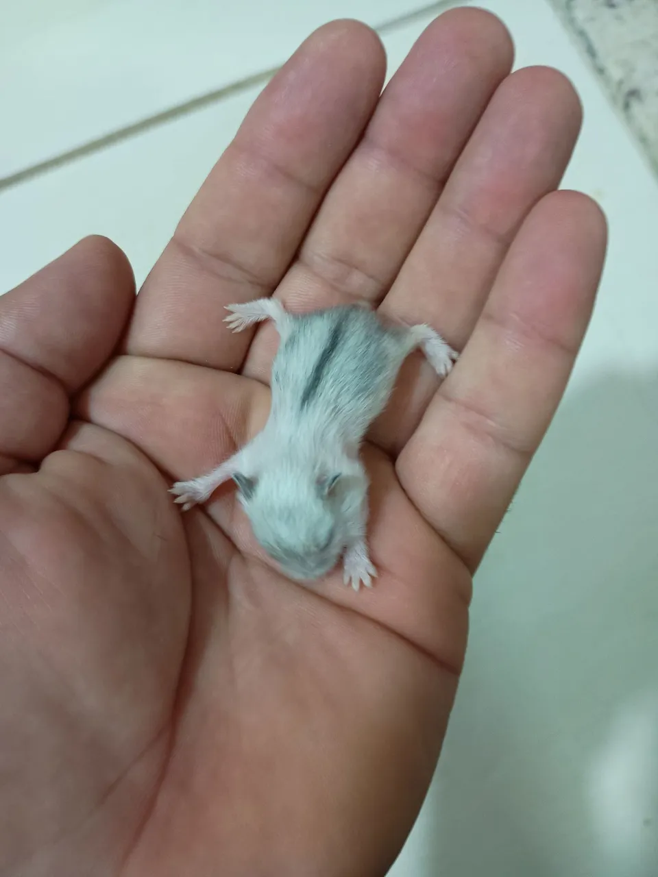 Filhote de hamster anão russo para venda.
