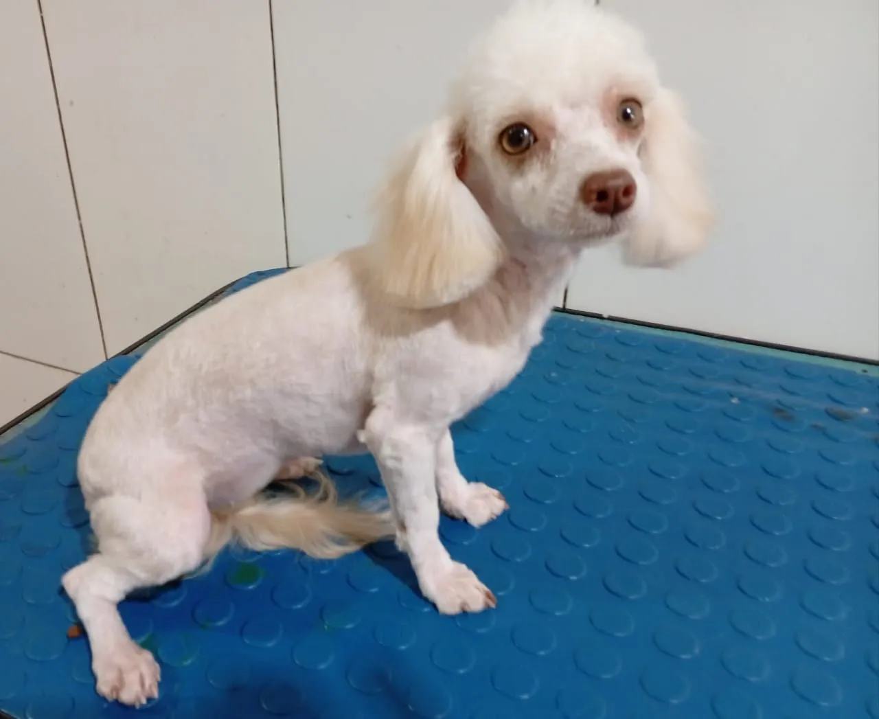 Poodle micro toy fêmea e macho
