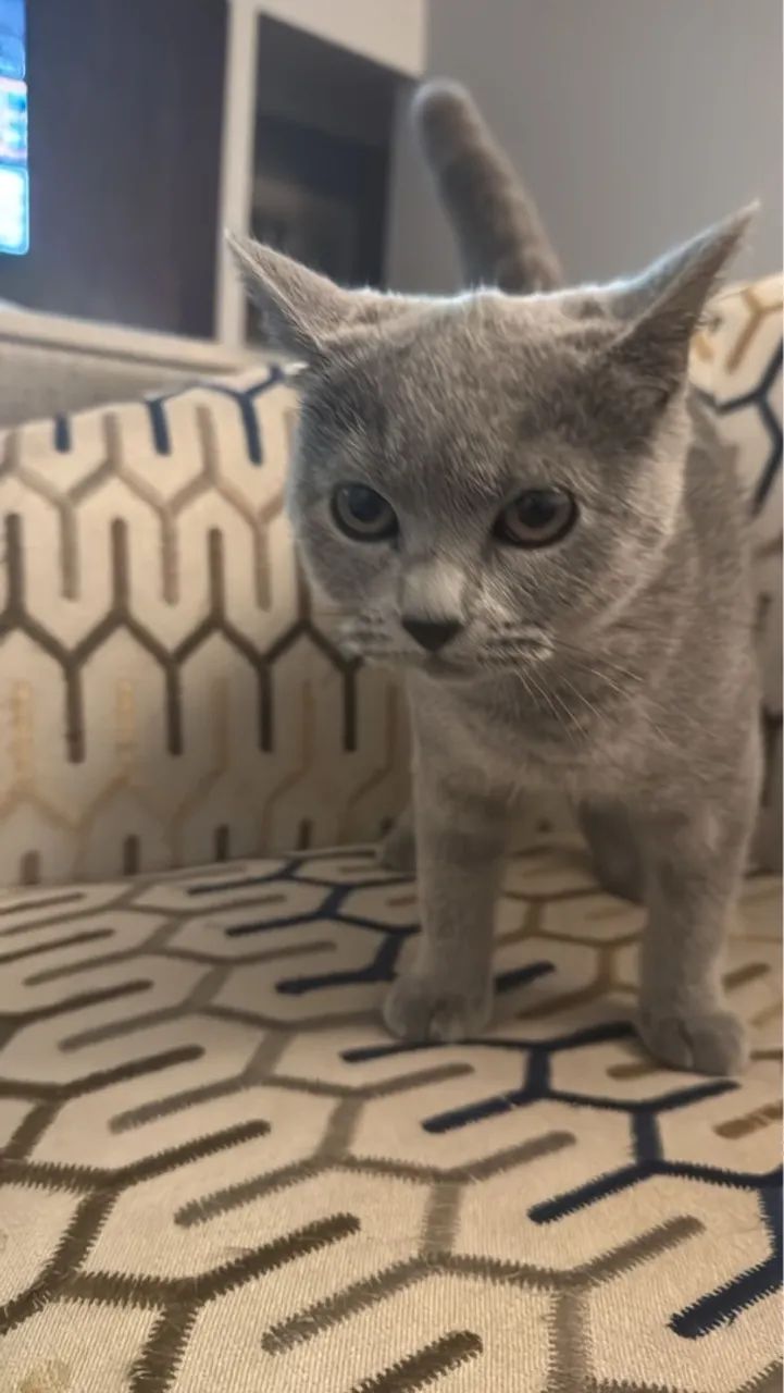 British Shorthair fêmea blue - Puro charme britânico! - Foto 2