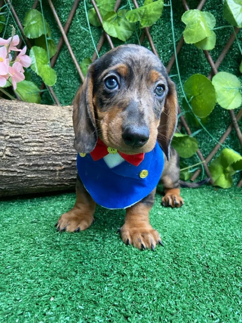 BassetDachshund Teckel 