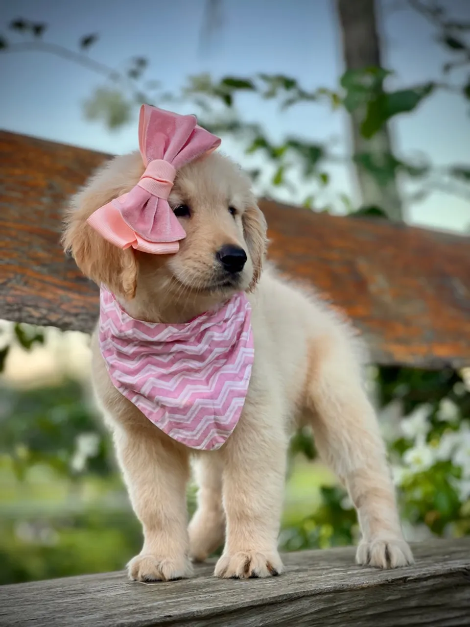 Filhote de Golden Retriever Triunfokennel.es