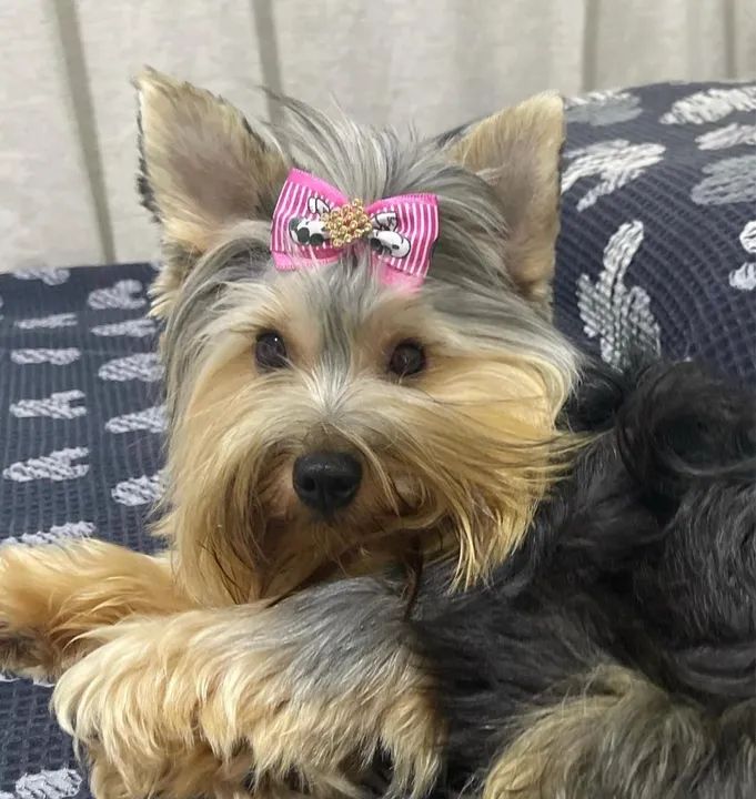 Yorkshire macho filhote  - Foto 3