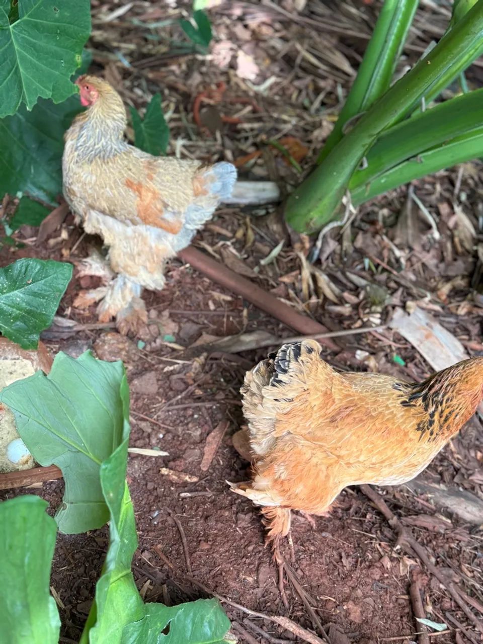 Casal galo e galinha brama  - Foto 2