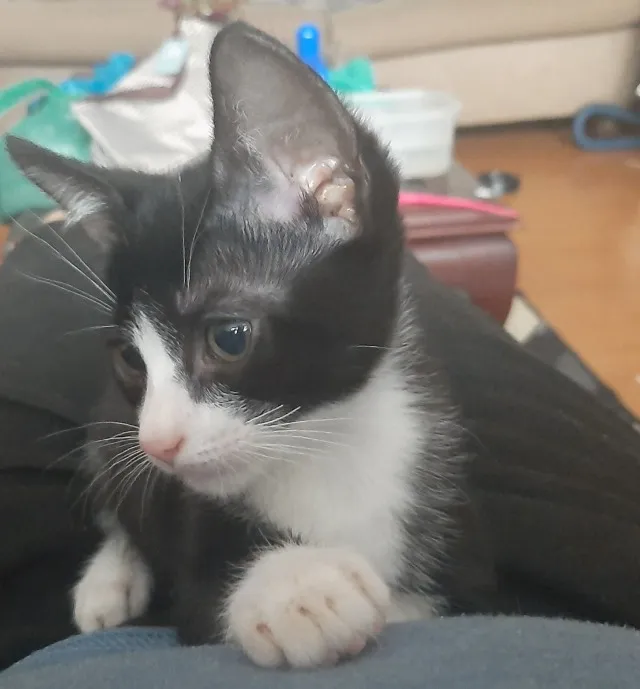 Doação de filhotes (gatinhos)