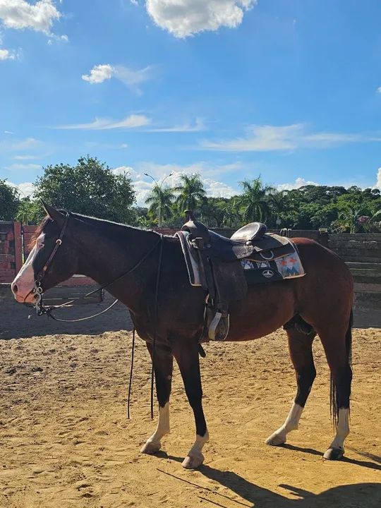 Potro Quarto de Milha  - Foto 4