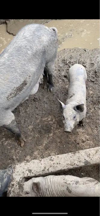 20 Porcos CAIPIRAS - Foto 6