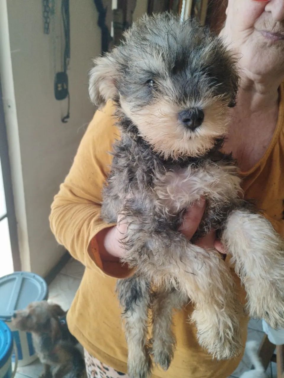 Filhote de Schnauzer - Foto 3
