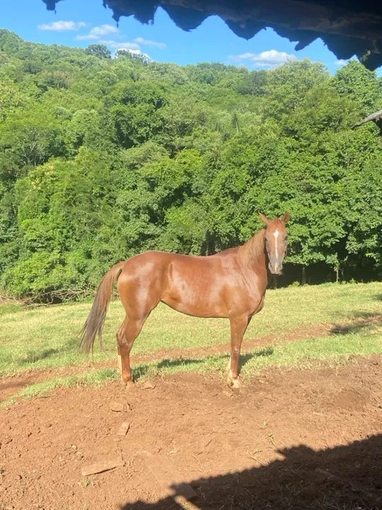 Égua a venda  - Foto 2