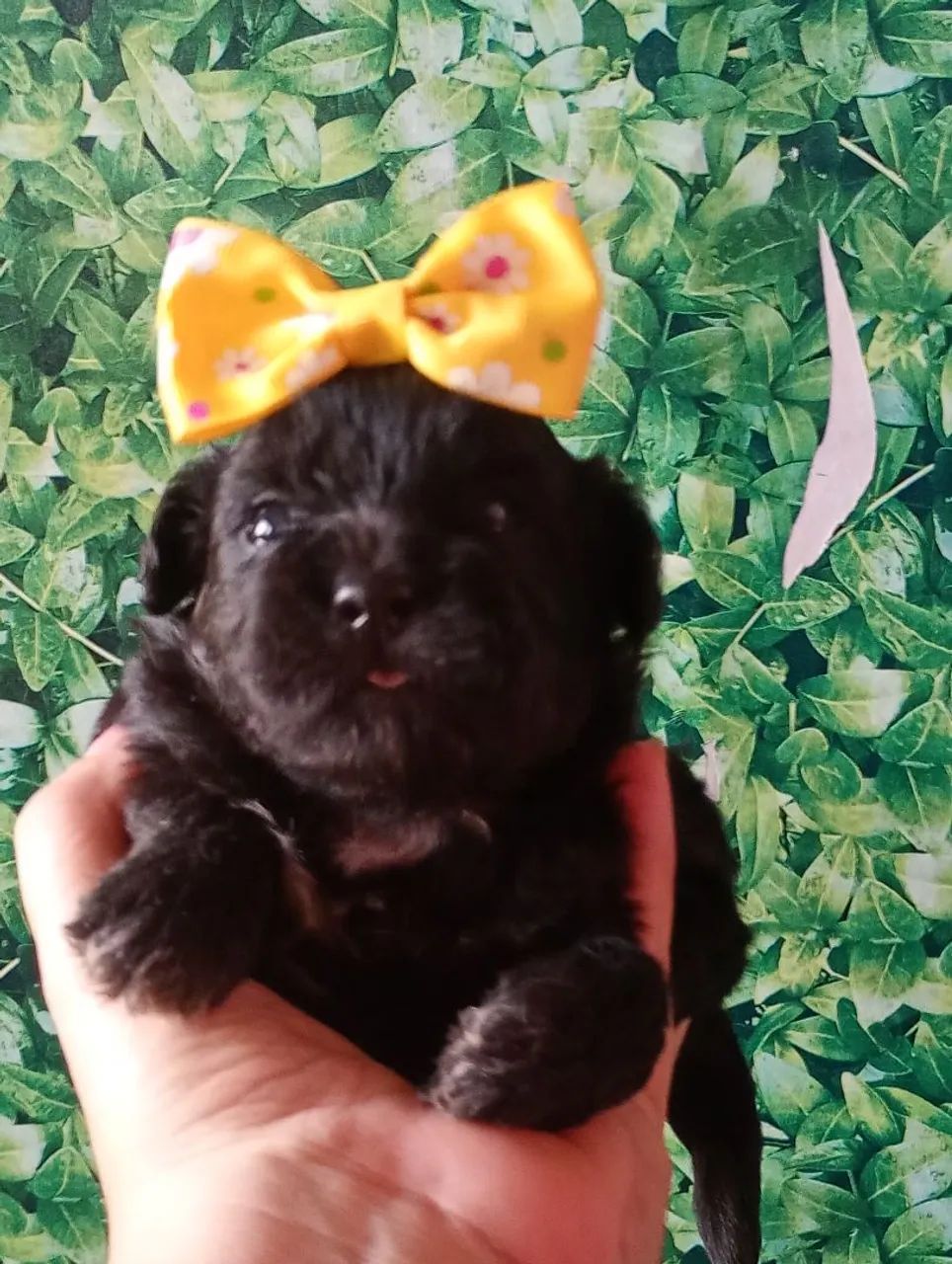 Shihtzu com poodle fêmea  - Foto 3
