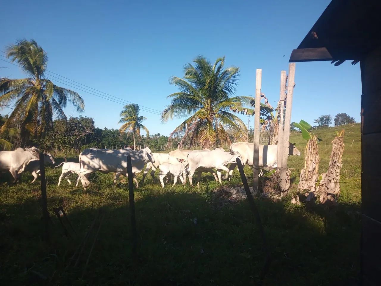 TERRENO PARA CRIA GADO , CAVALO E PLANTAÇÕES 