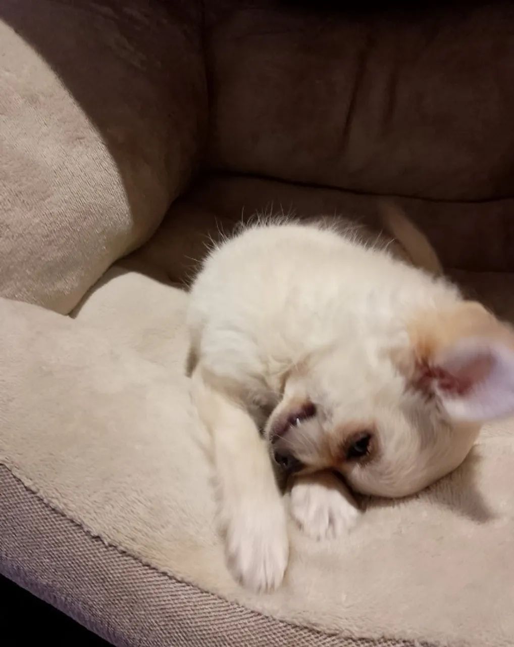 Cãozinho fofurinhos babes  para sua Família Chihuahua 