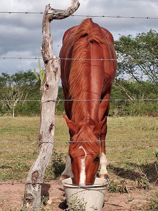 Cavalo Mangalarga Marchador - Foto 3