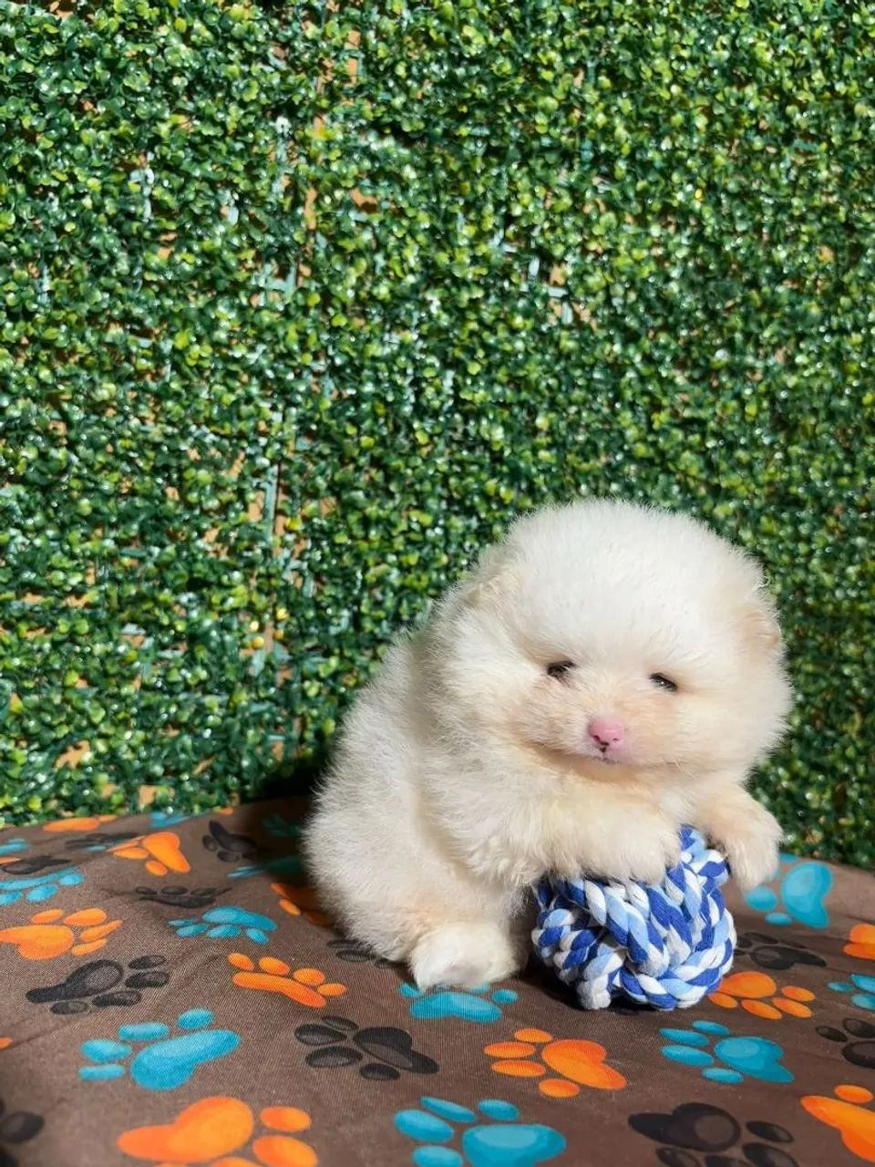 Spitz alemão  - Foto 2