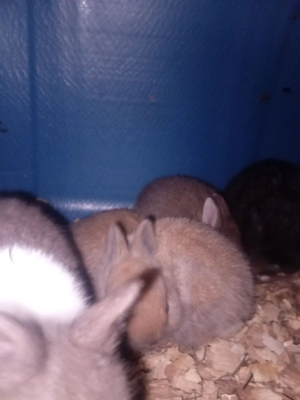 Coelhos e bioterios - Foto 2