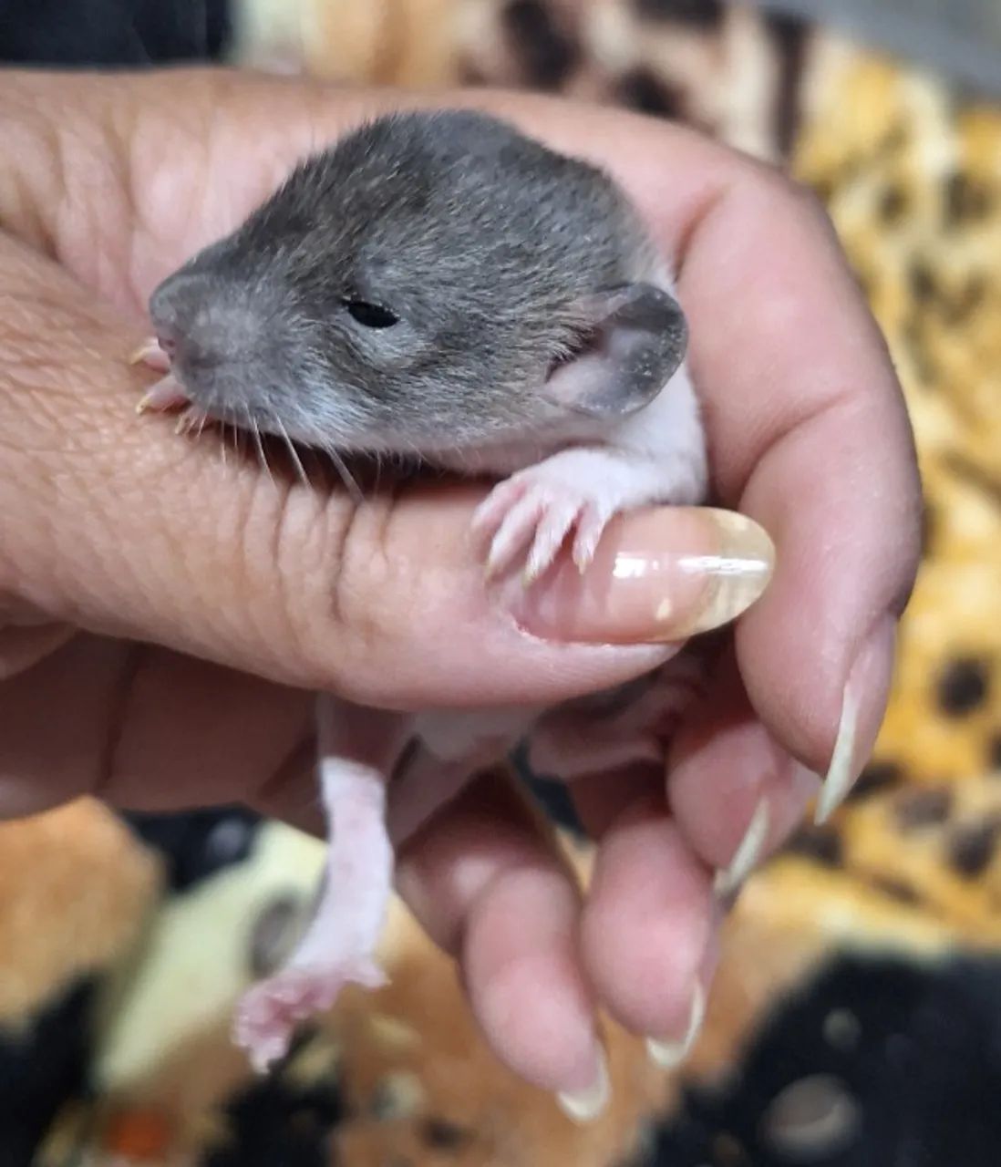 rato mercol twister - Foto 5