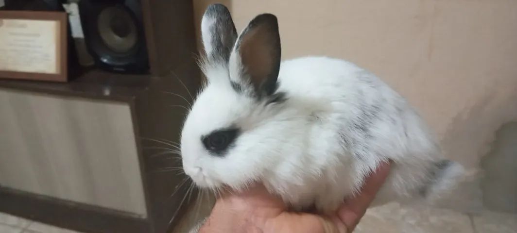 Filhotes de Coelho da Raça Mine Lion