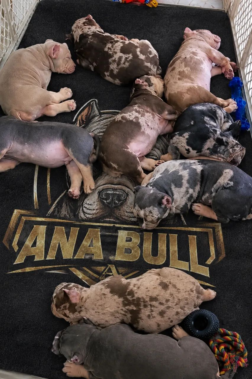 American bully linhagem premium importada  - Foto 3