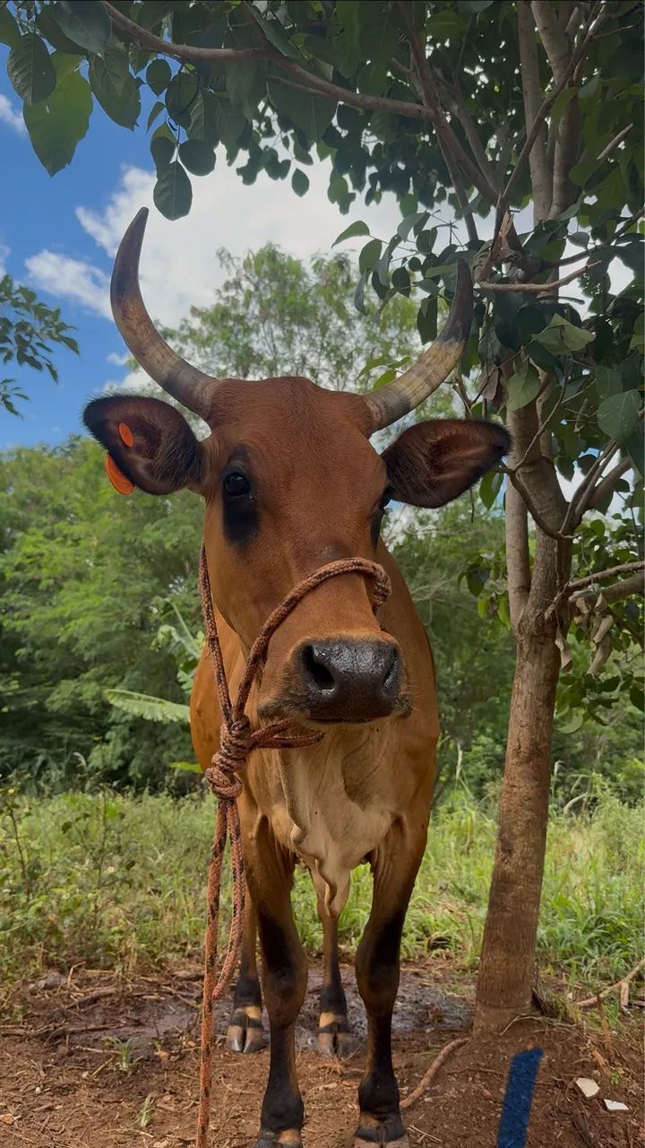 Vaca Jersey